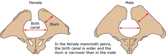 male and female pelvis comparison